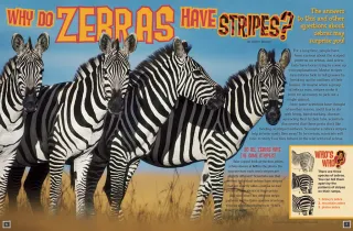 Why Zebras have Striped Skins